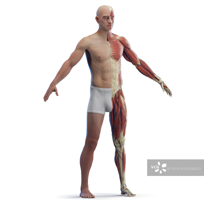 男性肌肉系统，插图图片素材
