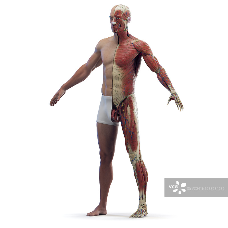 男性肌肉系统，插图图片素材