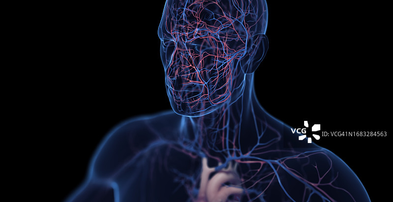 男性心血管系统图示图片素材