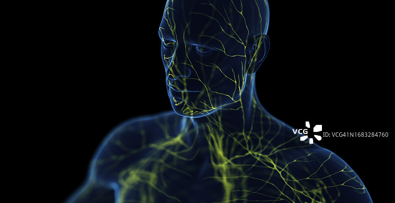 男性淋巴系统图图片素材