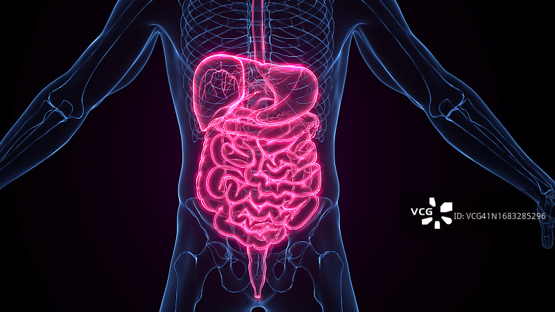 男性消化系统示意图图片素材
