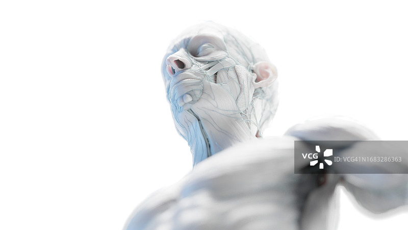 男性头部和躯干肌肉插图图片素材