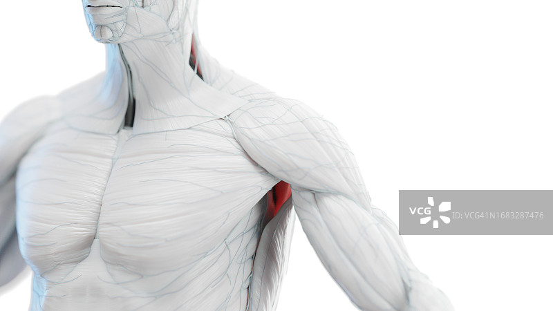 男性胸部和手臂肌肉插图图片素材