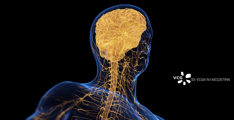 男性神经系统，插图图片素材