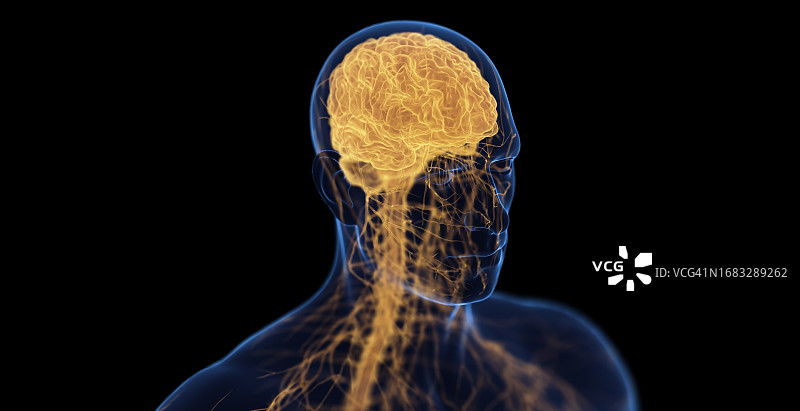 男性神经系统，插图图片素材