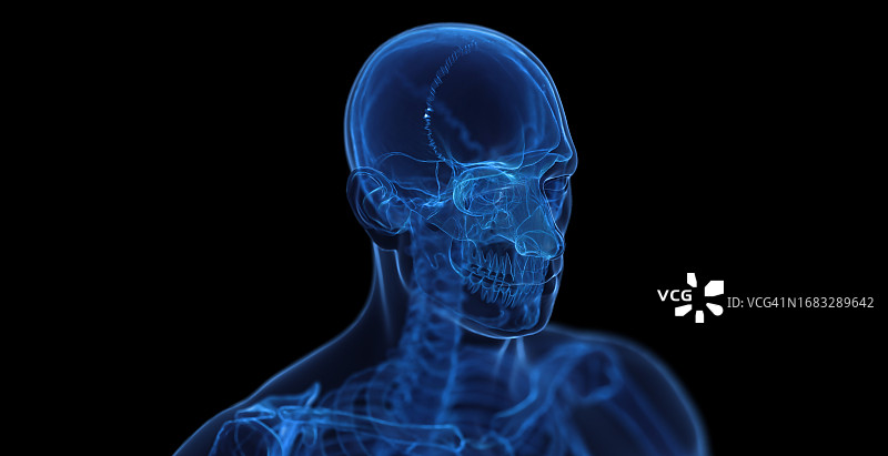 男性骨骼系统，插图图片素材