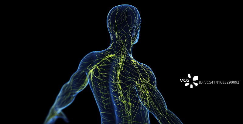 男性淋巴系统图图片素材