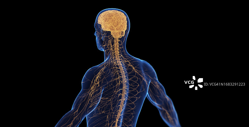 男性神经系统，插图图片素材