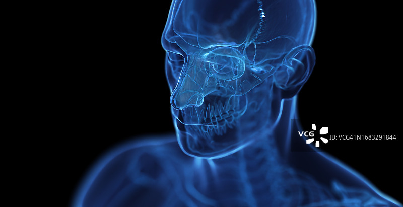 男性骨骼系统，插图图片素材