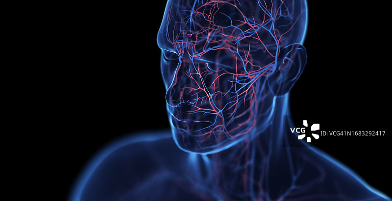 男人头部静脉，插图图片素材