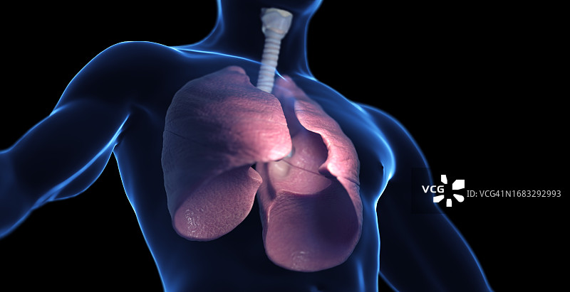 男性呼吸系统示意图图片素材