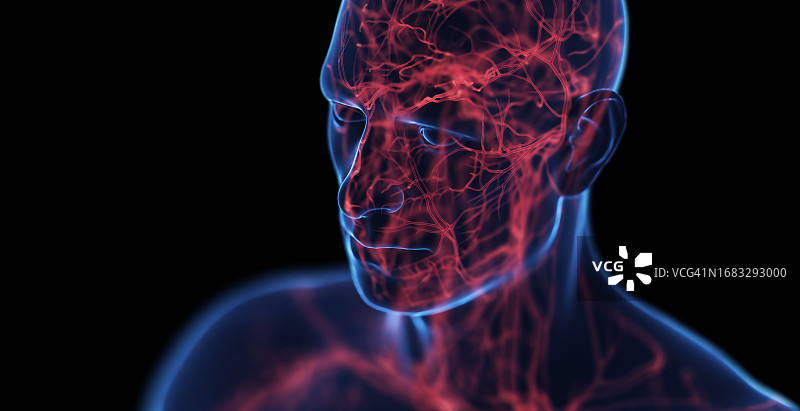 男人头部静脉，插图图片素材