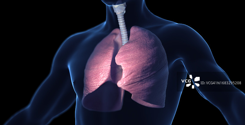 男性呼吸系统示意图图片素材