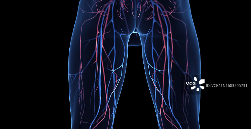 男人腿部的静脉，插图图片素材