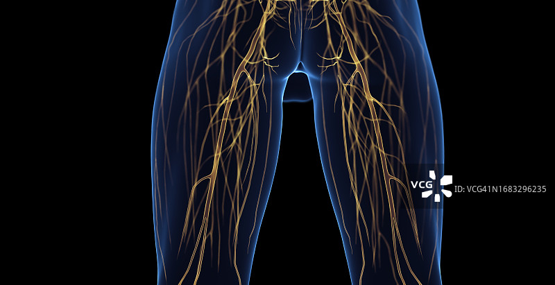 男性腿部神经示意图图片素材