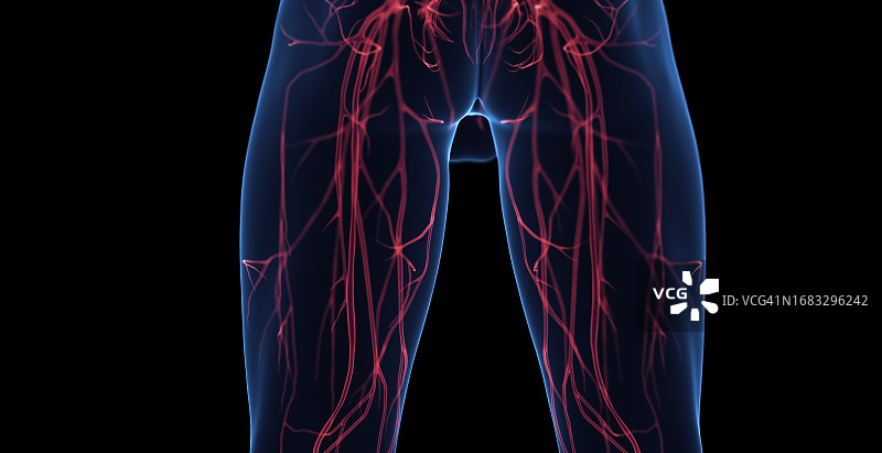 男人腿部的静脉，插图图片素材