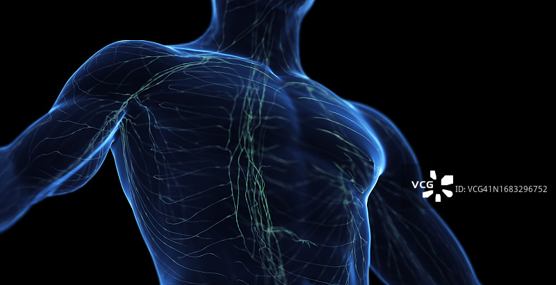 男性淋巴系统图图片素材