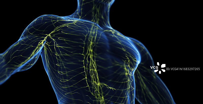 男性淋巴系统图图片素材