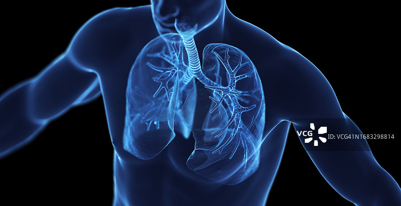男性呼吸系统示意图图片素材