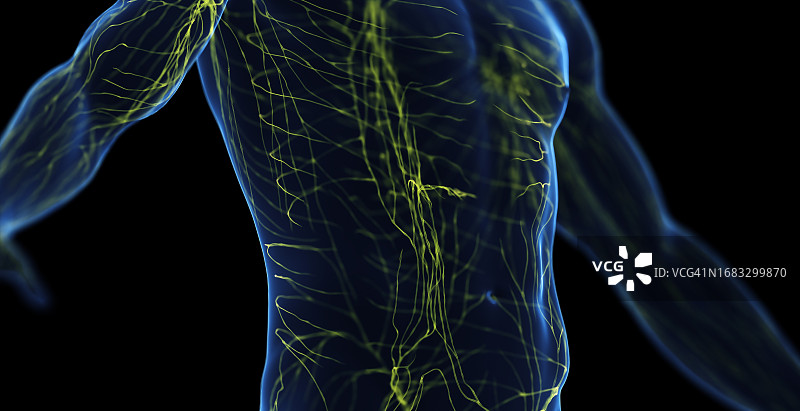 男性淋巴系统图图片素材
