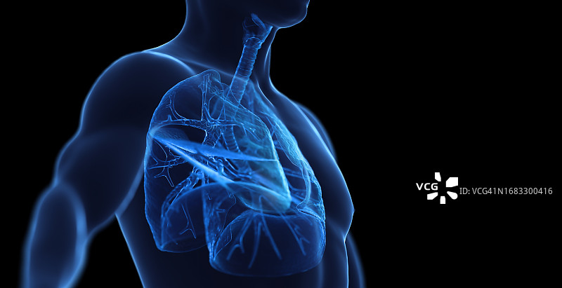 男性呼吸系统示意图图片素材