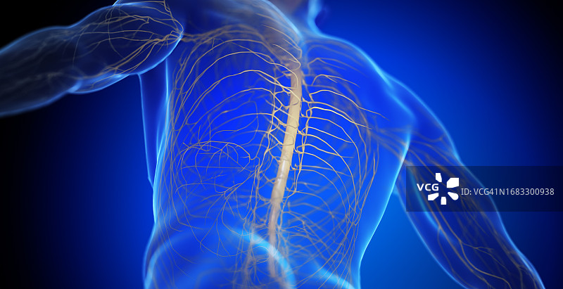 男性脊髓插图图片素材