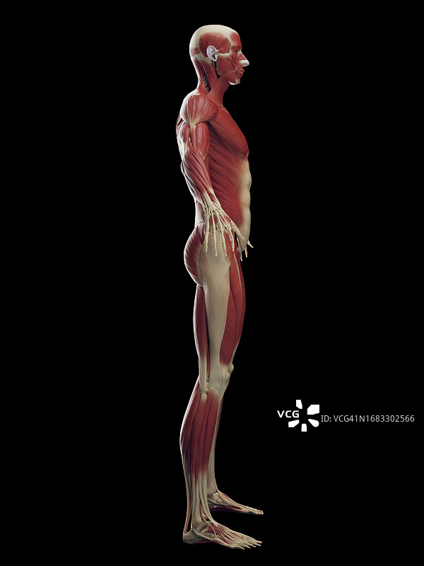 男性肌肉系统，插图图片素材