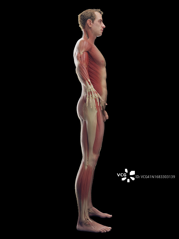 男性肌肉系统，插图图片素材