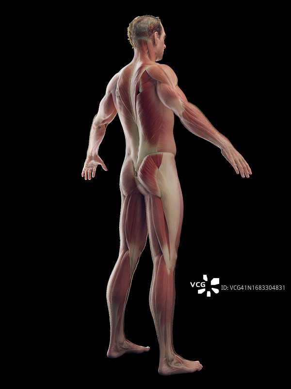 男性肌肉系统，插图图片素材