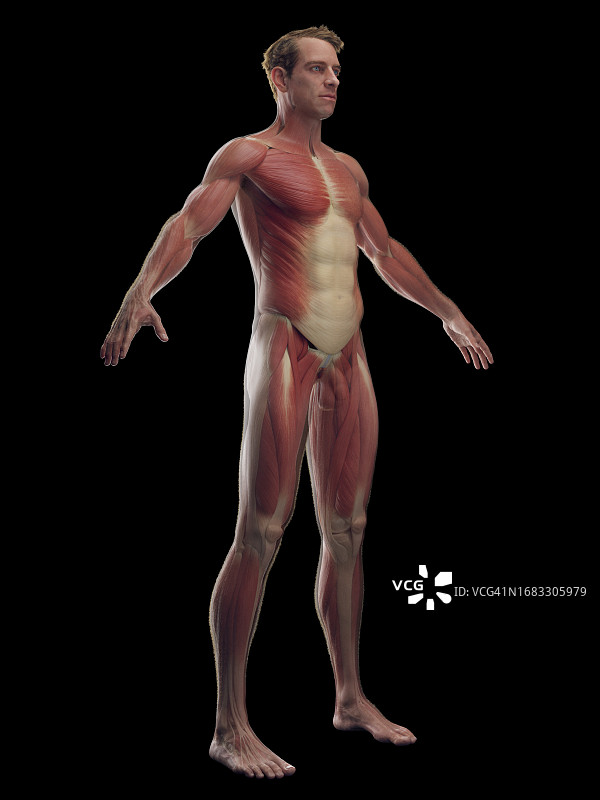 男性肌肉系统，插图图片素材