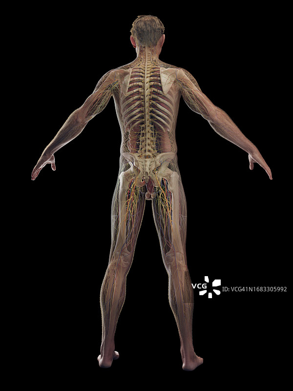 男性内脏器官，图示图片素材