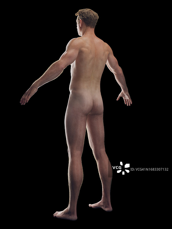 男性皮肤系统示意图图片素材