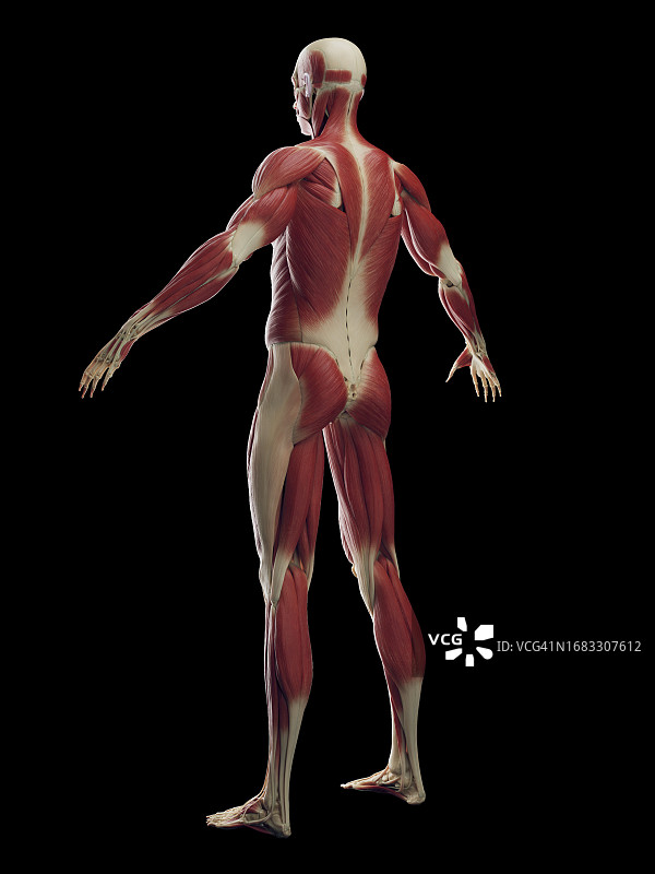 男性肌肉系统，插图图片素材