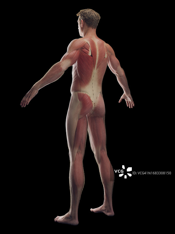 男性肌肉系统，插图图片素材