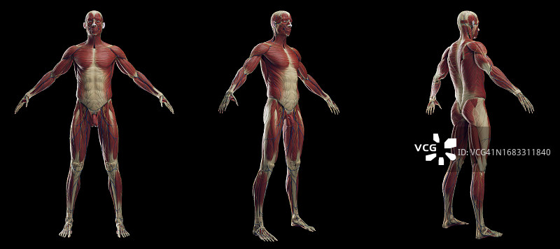 男性肌肉系统，插图图片素材