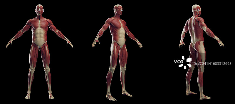 男性肌肉系统，插图图片素材