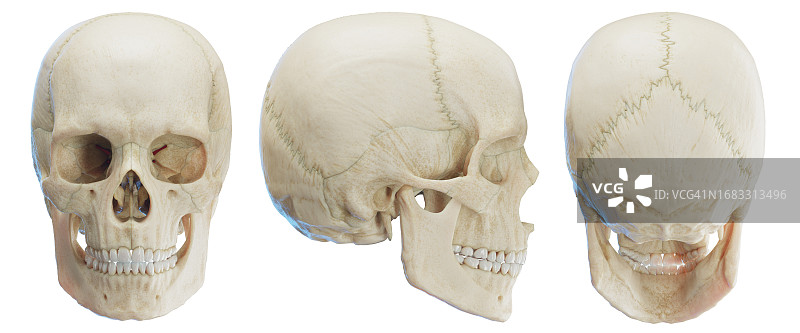 骷髅插画图片素材