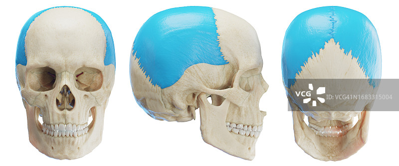 顶骨插图图片素材