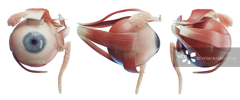 眼球插画图片素材