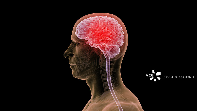 大脑和头部神经插图图片素材