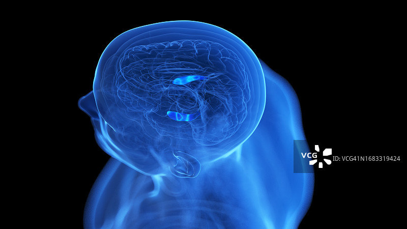 海马插画图片素材