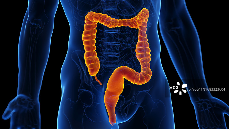 结肠的蠕动，图示图片素材