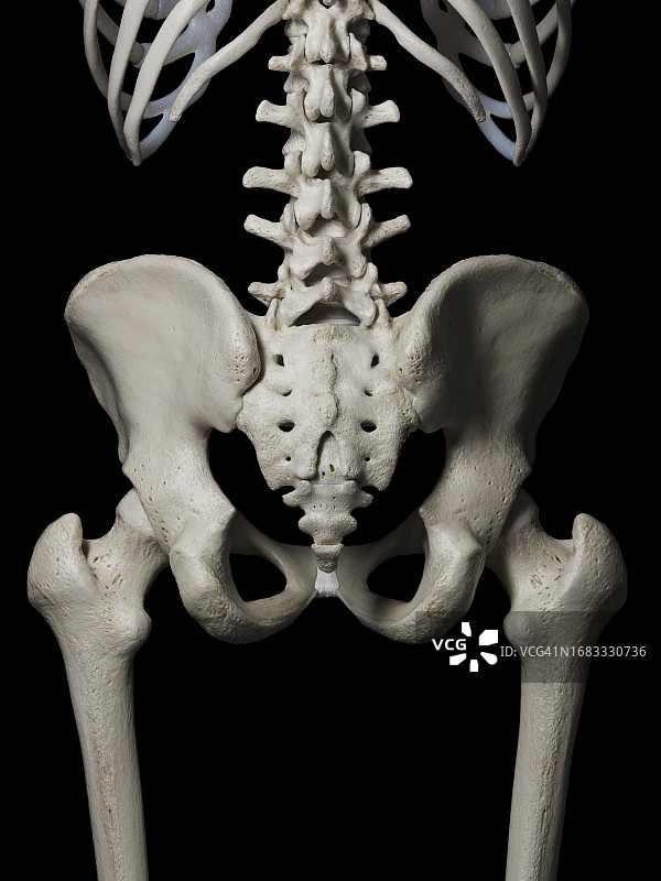 骨盆骨骼插图图片素材