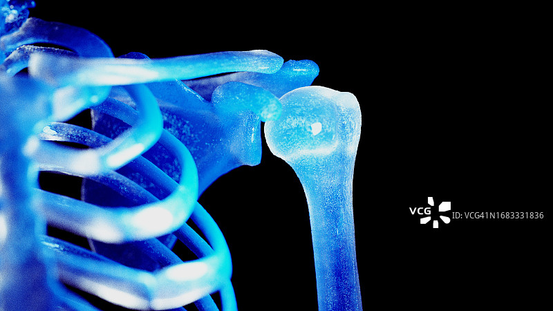 骨骼肩部，插图图片素材