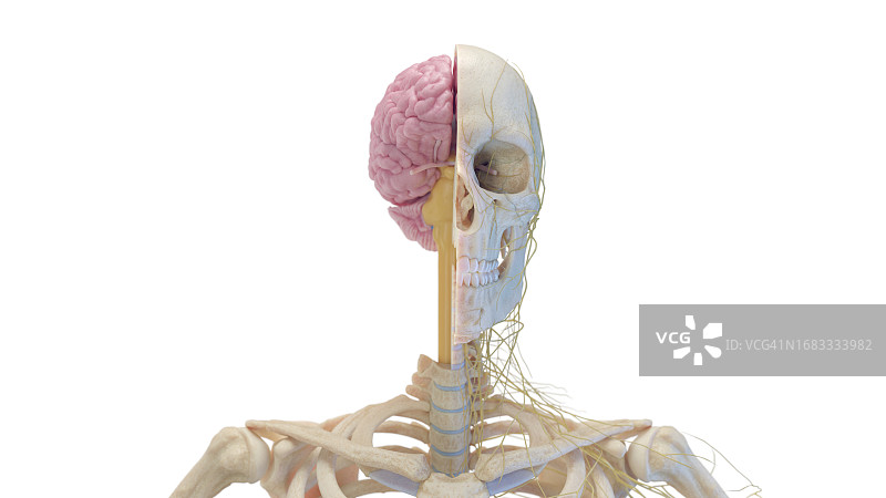 头骨和大脑插图图片素材