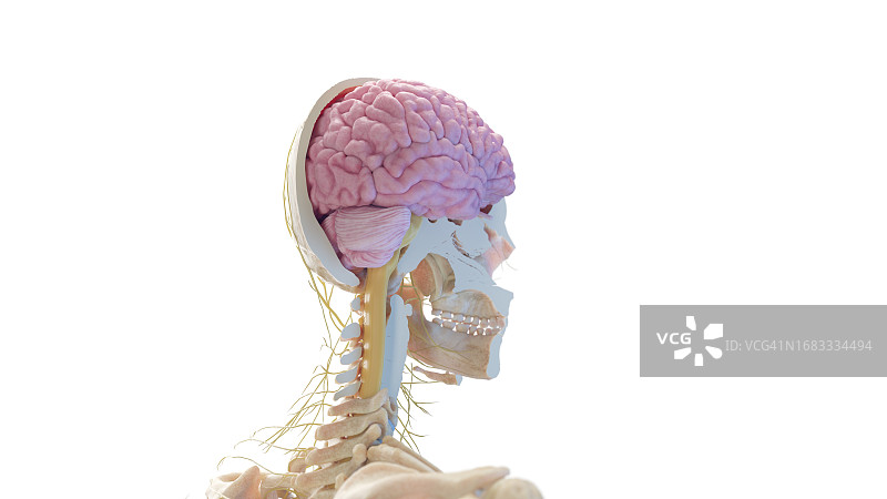 头骨和大脑插图图片素材