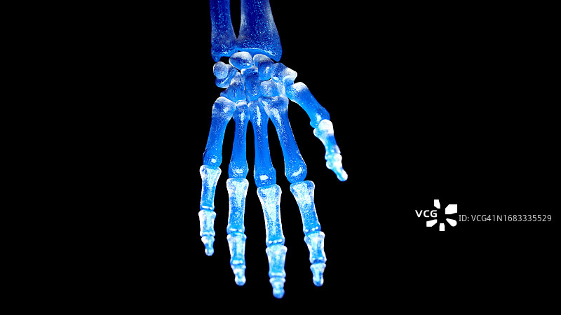 手骨插图图片素材