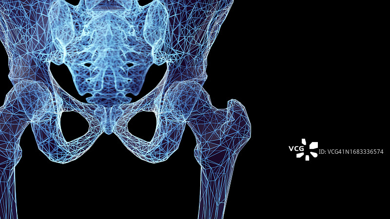 髋骨插画图片素材