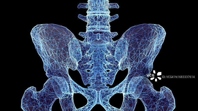骶骨插图图片素材