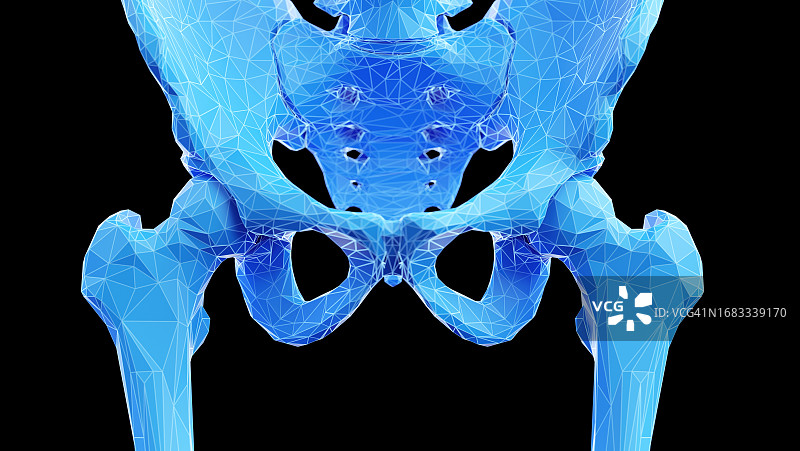 髋骨插画图片素材